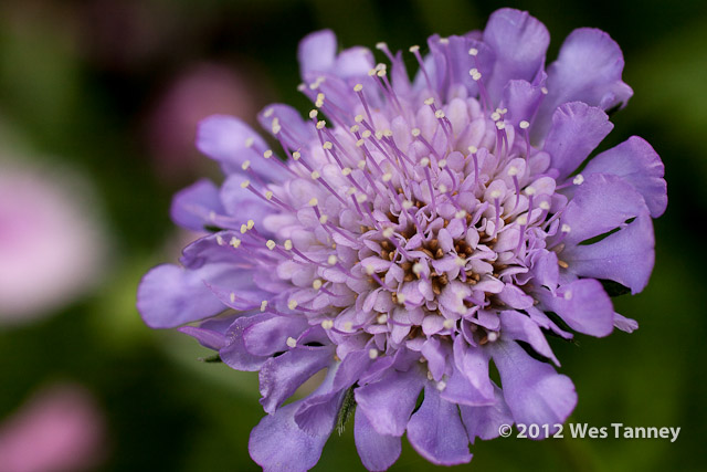 2012 06 17-BackyardFlowers 5642a-web