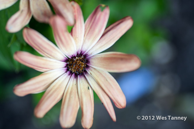 2012 06 17-BackyardFlowers 5683a-web