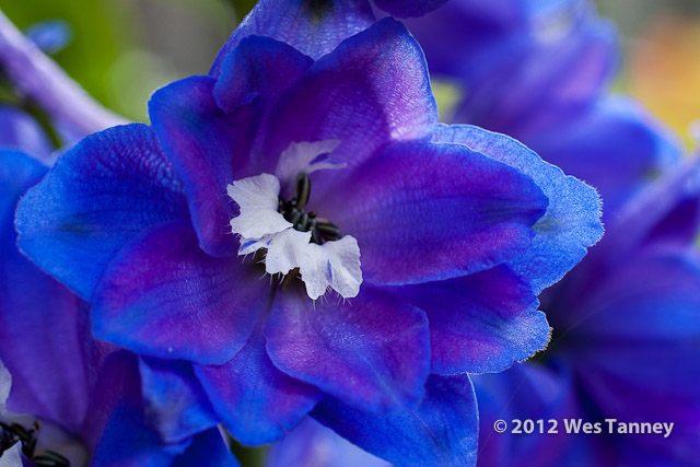 2012 06 17-BackyardFlowers 5714a-web