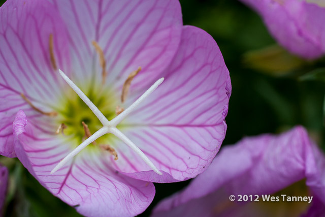 2012 06 17-BackyardFlowers 5775a-web