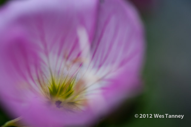 2012 06 17-BackyardFlowers 5782a-web