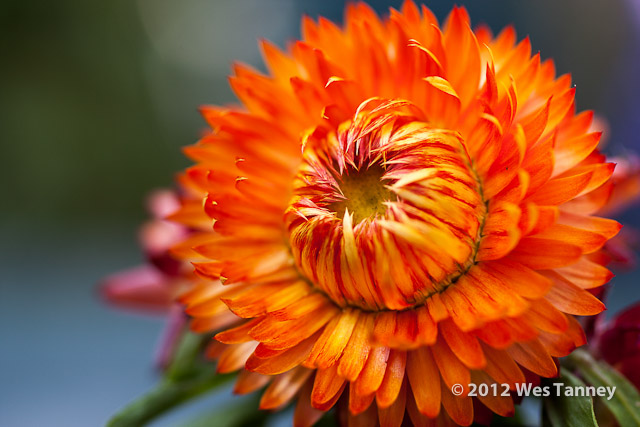 2012 06 23-BackyardFlowers 5989a-web