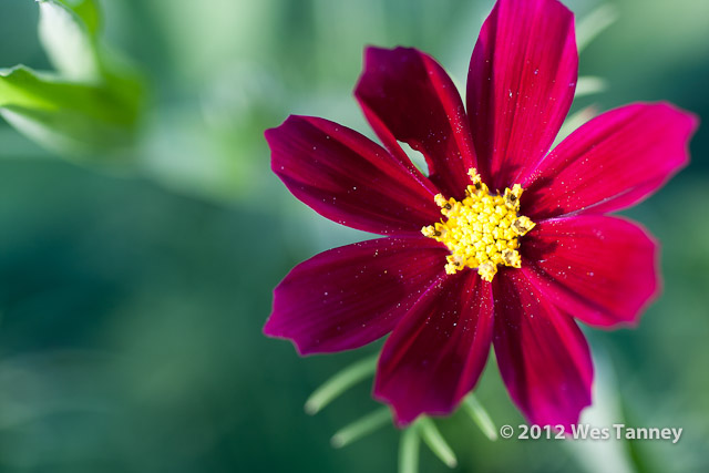 2012 06 23-BackyardFlowers 6095a-web