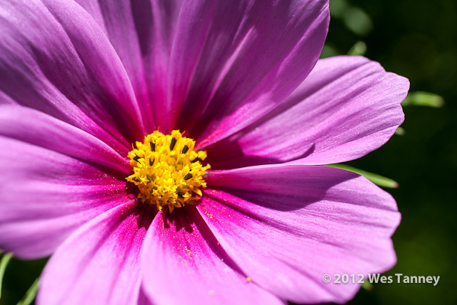 2012 06 23-MorningFlowers 5887a-web