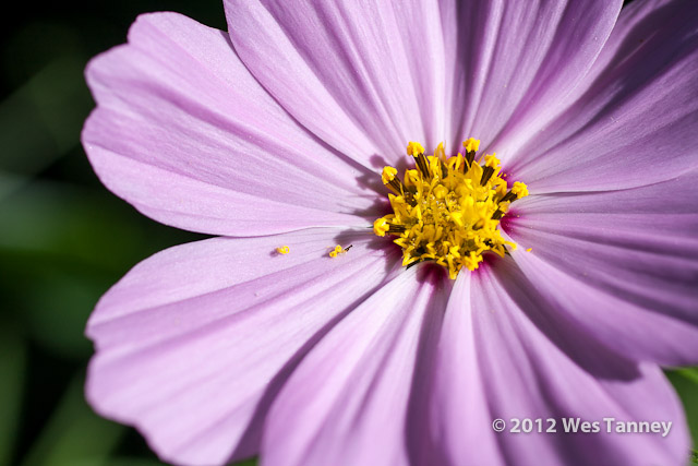 2012 06 23-MorningFlowers 5926a-web