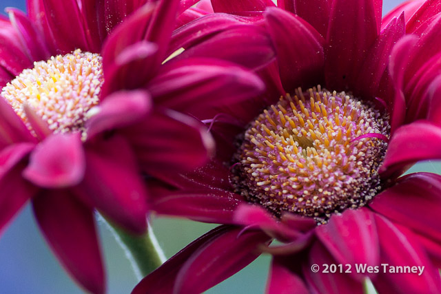 2012 06 26-BackyardFlowers 6189a-web