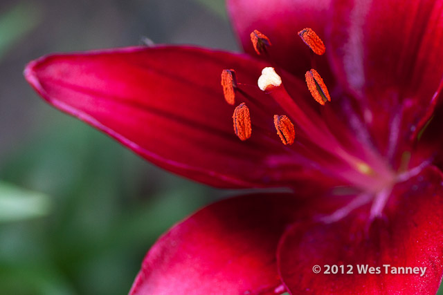 2012 06 26-BackyardFlowers 6195a-web