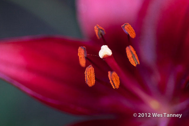 2012 06 26-BackyardFlowers 6215a-web