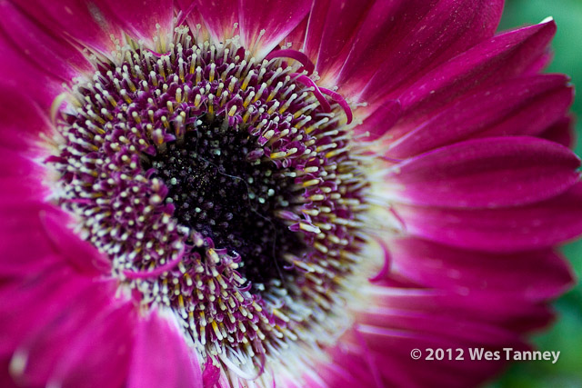 2012 06 26-BackyardFlowers 6236a-web