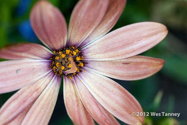 2012 06 26-BackyardFlowers 6247a-web