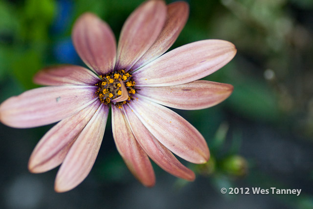 2012 06 26-BackyardFlowers 6249a-web