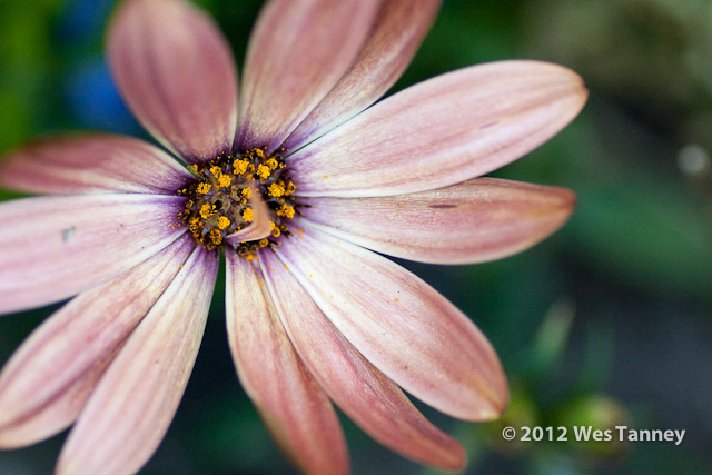 2012 06 26-BackyardFlowers 6250a-web