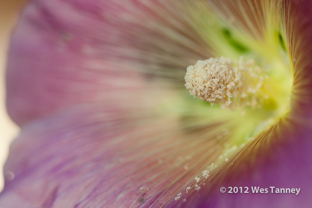 2012 07 01-EveningFlowers 6826a-web