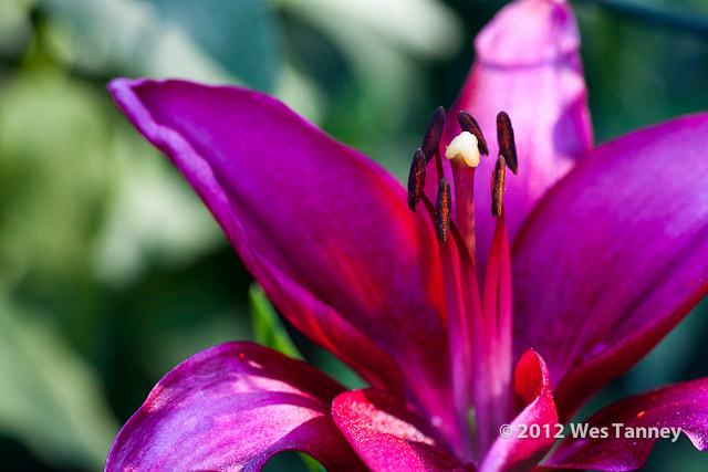 2012 07 01-MorningFlowers 6704a-web