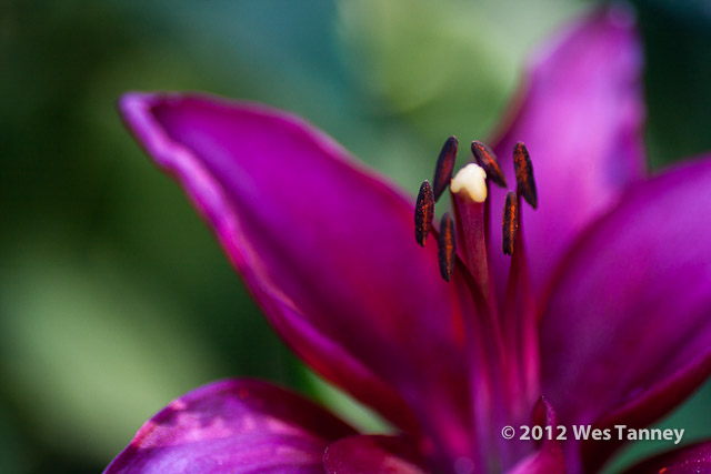 2012 07 01-MorningFlowers 6712a-web