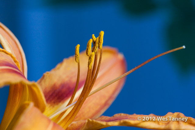 2012 07 01-MorningFlowers 6747a-web