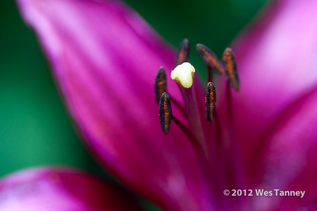 2012 07 01-MorningFlowers 6759a-web