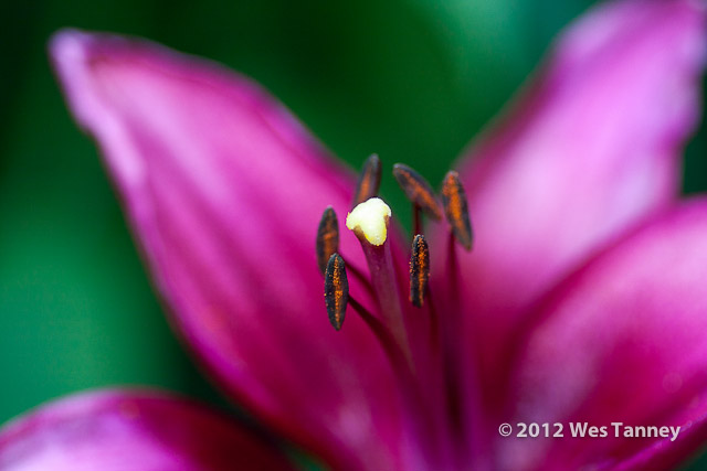 2012 07 01-MorningFlowers 6761a-web