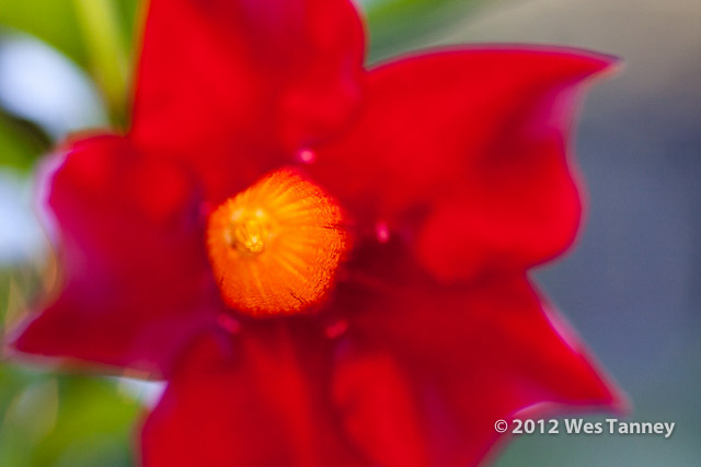 2012 07 01-MorningFlowers 6766a-web