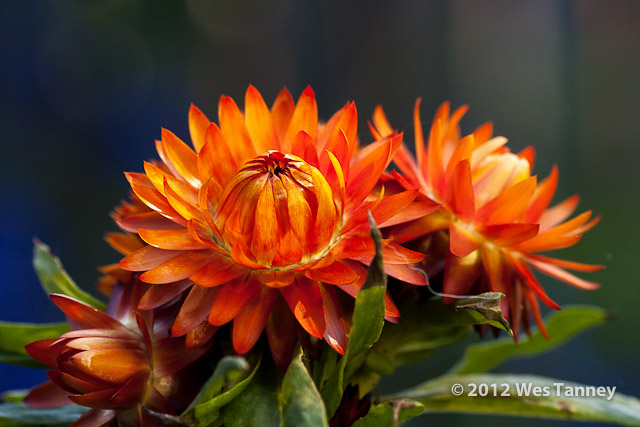 2012 07 01-MorningFlowers 6774a-web