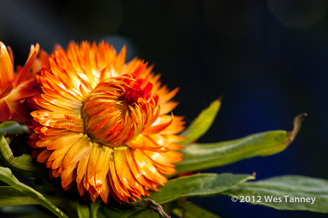 2012 07 01-MorningFlowers 6779a-web