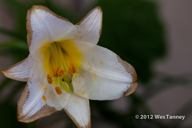 2012 07 01-MorningFlowers 6791a-web