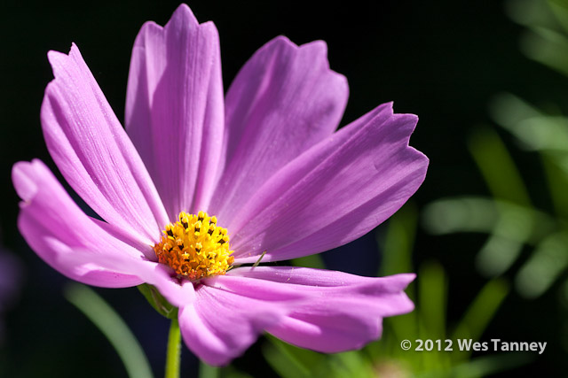 2012 07 01-MorningFlowers 6797a-web