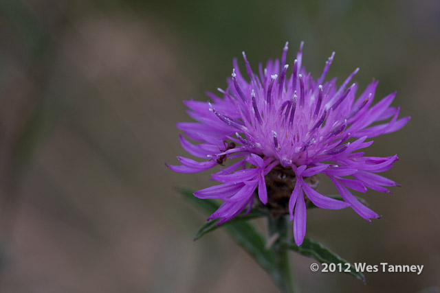 2012 07 03-HumberBay 7410a-web