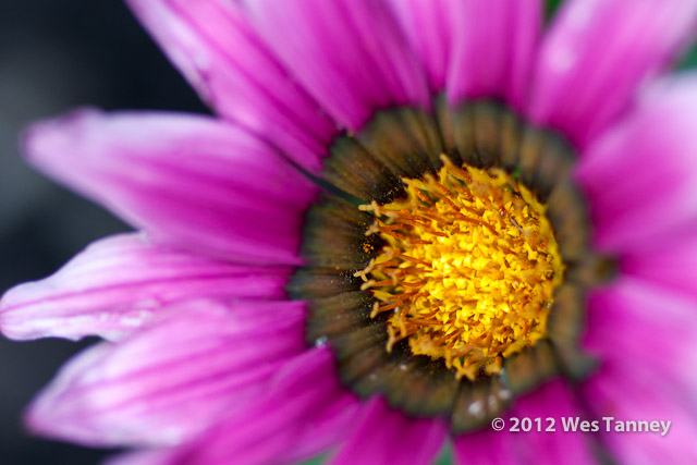 2012 07 05-MacroFlowers 7820a-web