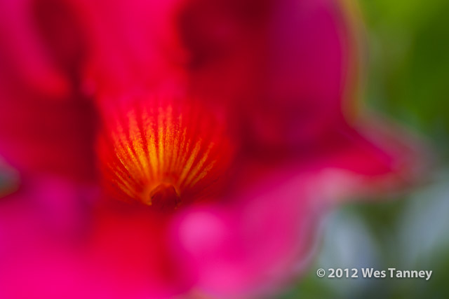 2012 07 05-MacroFlowers 7835a-web