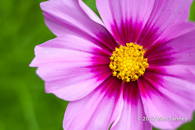 2012 07 05-MacroFlowers 7847a-web