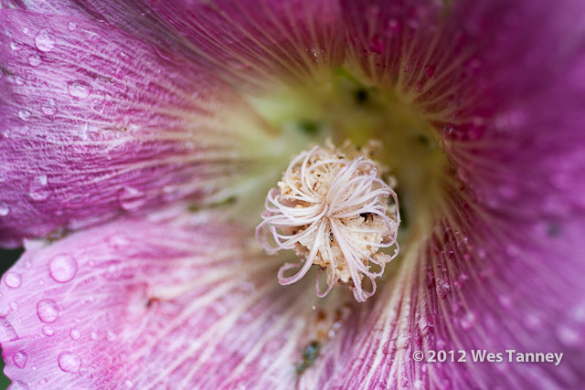 2012 07 07-RainFlowers 7853a-web