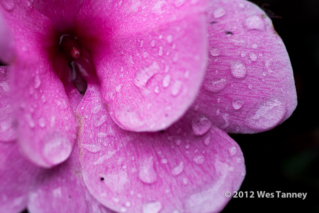 2012 07 07-RainFlowers 7891a-web