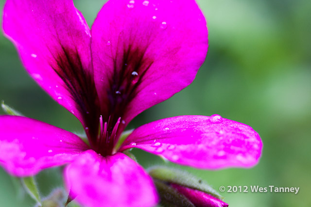 2012 07 07-RainFlowers 7904a-web