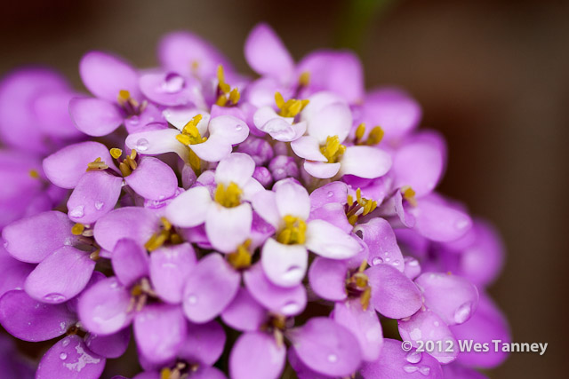 2012 07 07-RainFlowers 7909a-web