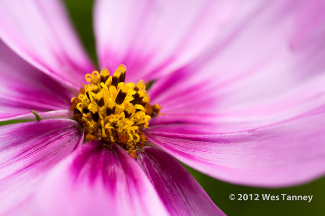 2012 07 07-RainFlowers 7912a-web