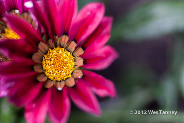 2012 07 08-AfternoonFlowers 8001a-web