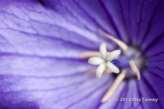 2012 07 08-AfternoonFlowers 8030a-web