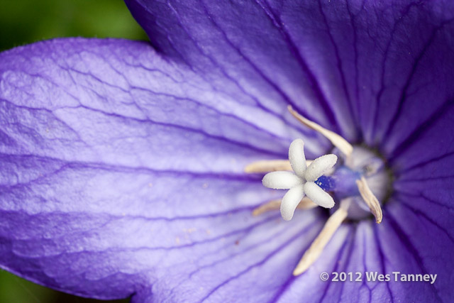 2012 07 08-AfternoonFlowers 8034a-web