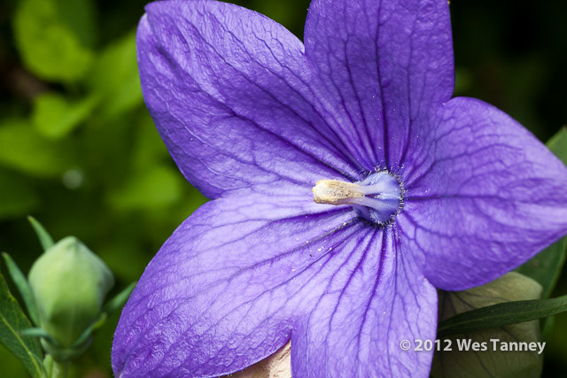 2012 07 08-AfternoonFlowers 8040a-web