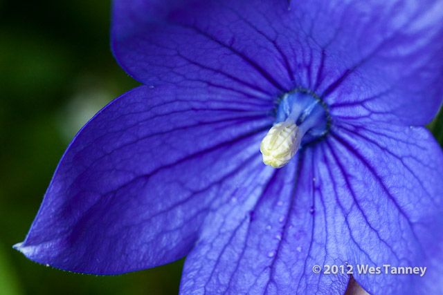 2012 07 08-MorningFlowers 7941a-web