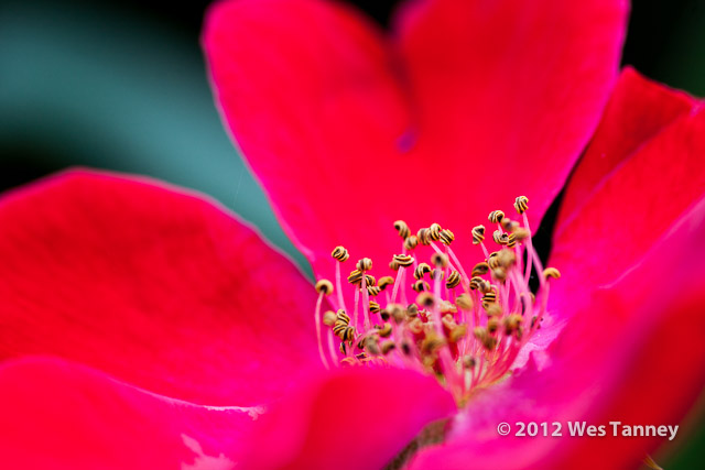 2012 07 08-MorningFlowers 7942a-web