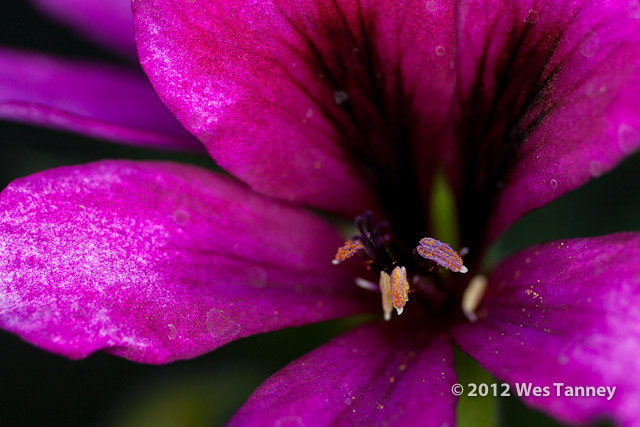 2012 07 20-EveningFlowers 8081a-web