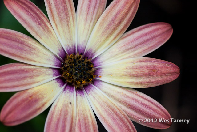 2012 07 22-AfternoonFlowers 8157a-web