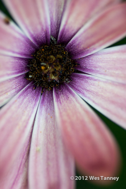 2012 07 22-AfternoonFlowers 8167a-web