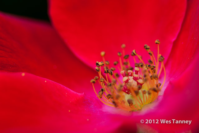 2012 07 22-AfternoonFlowers 8194a-web