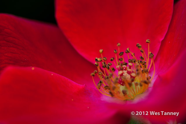 2012 07 22-AfternoonFlowers 8195a-web