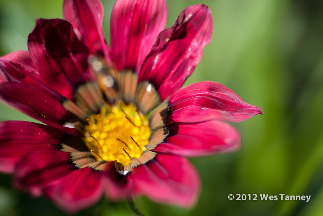 2012 07 27-Flowers 8269a-web