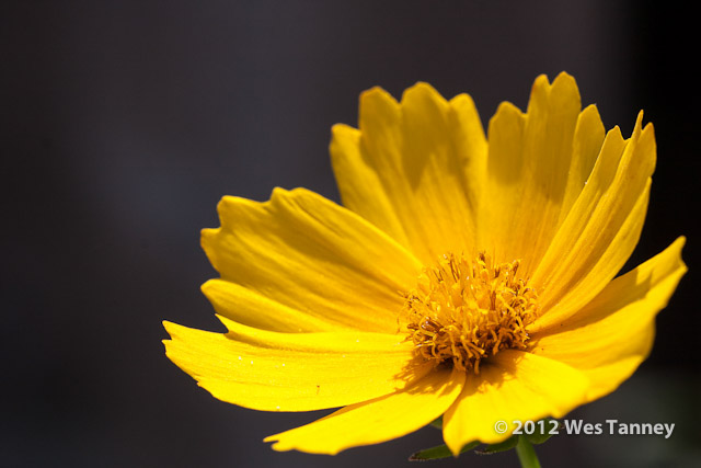 2012 07 27-Flowers 8315a-web