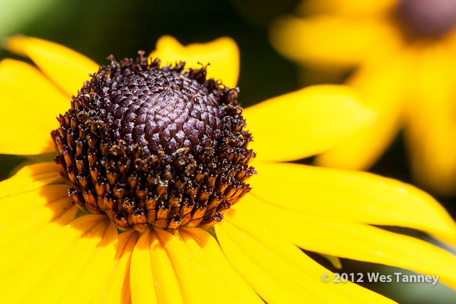 2012 07 27-Flowers 8340a-web